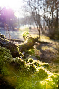 Close-up of moss covered tree on field