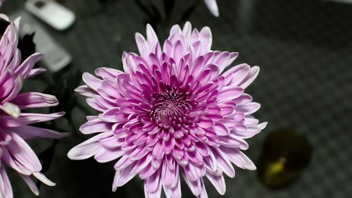 Close-up of pink flowers blooming outdoors