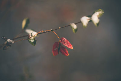 Close-up of red berries on plant