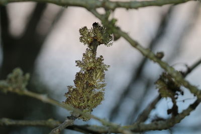 Close-up of flowering plant against tree