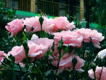 Close-up of pink flowering plants