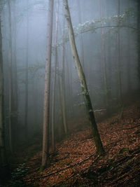 Trees in forest during foggy weather