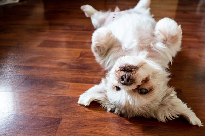 Portrait of white dog lying down on hardwood floor