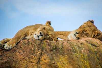 View of cats on rock