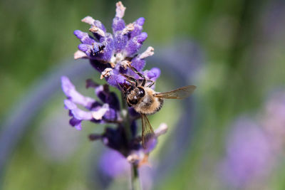 Close-up of insect on purple flower