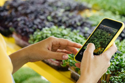 Microgreens growing background with raw sprouts in female hands. fresh raw herbs from home garden 