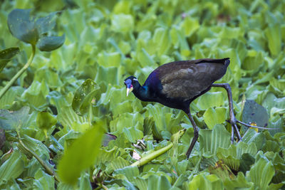 Close-up of bird perching on plant