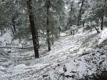 Snow covered trees in forest