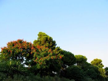 Low angle view of trees against clear sky