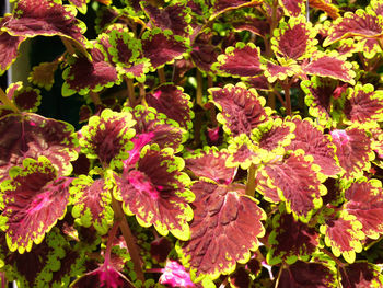 Full frame shot of red leaves