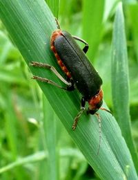 Close-up of insect on leaf