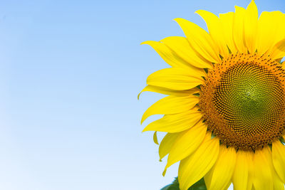 Close-up of yellow sunflower against clear blue sky