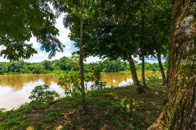 Scenic view of lake amidst trees in forest