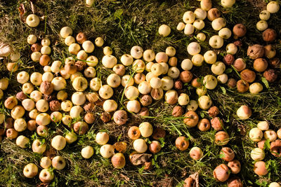 Carpet of rotten apples fallen and lying on the grass in autumn, among them are some ripe apples