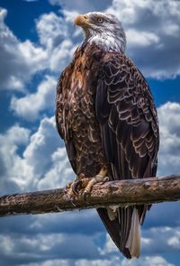 Low angle view of eagle perching on branch against sky