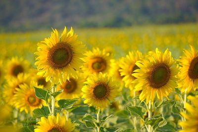 Close-up of yellow flowering plant on field