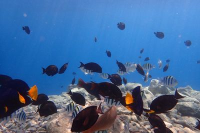 Fish swimming in sea