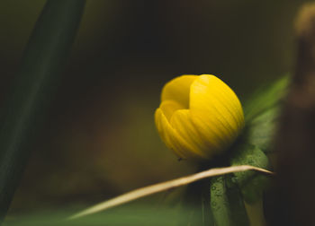 Close-up of yellow flower blooming outdoors