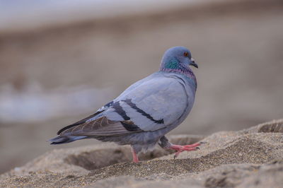 Close-up of pigeon perching on a wall