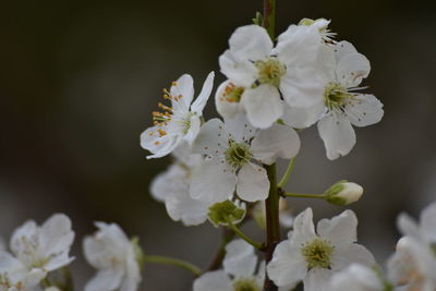 Close-up of white cherry blossoms