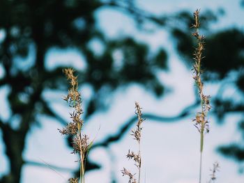 Low angle view of flowering plant