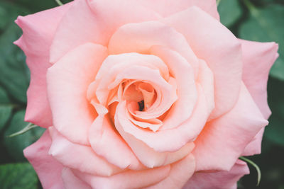 Close-up of pink rose