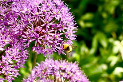 Close-up of bee pollinating on purple flower