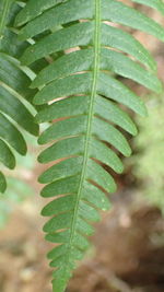 High angle view of green leaves