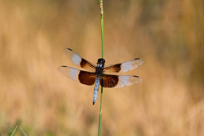 Widow skimmer dragonfly posing on green stem in the sunlight.