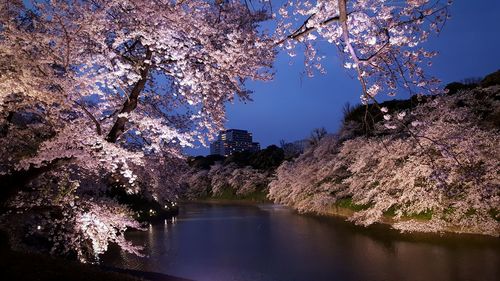 River amidst cherry tree at dusk