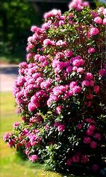 Close-up of pink flowers