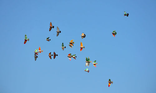 Spainsh painted pigeons in barcelona