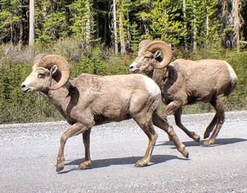 Sheep standing in the animal