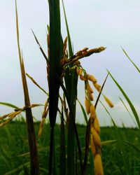 Close-up of plant on field against sky