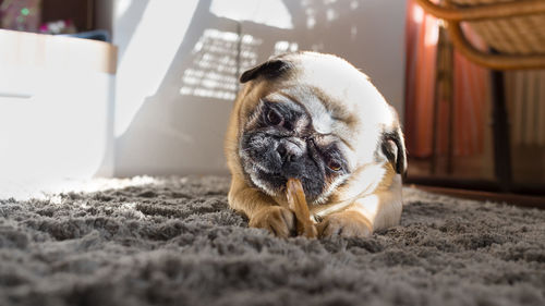 Little cute pug dog is lying and is nibbling on a chewing bone