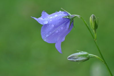 Close-up of wet purple flowering plant