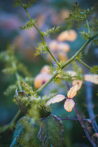 Close-up of flowering plant