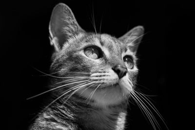 Close-up of a cat looking away