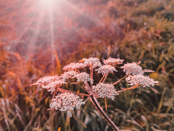 Close-up of flowering plant on field