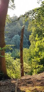 Trees on field against sky