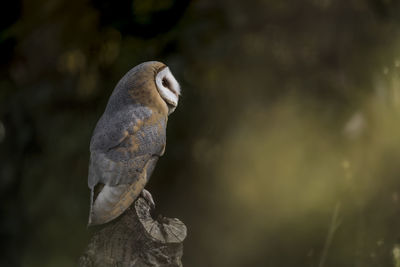 Close-up of a bird