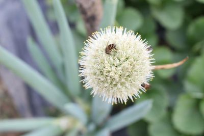 Close-up of white dandelion