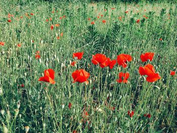 Red poppy flowers blooming in field