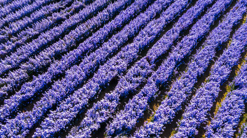 Full frame shot of lavender growing on field