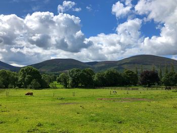 Scenic view of field against sky