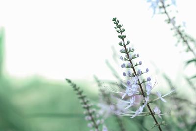 Close-up of purple flowering plant