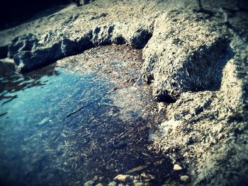 Close-up of lizard on rock