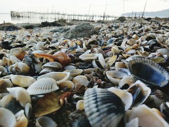 Close-up of shells on beach