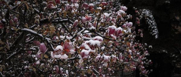 Close-up of flowers growing on plant
