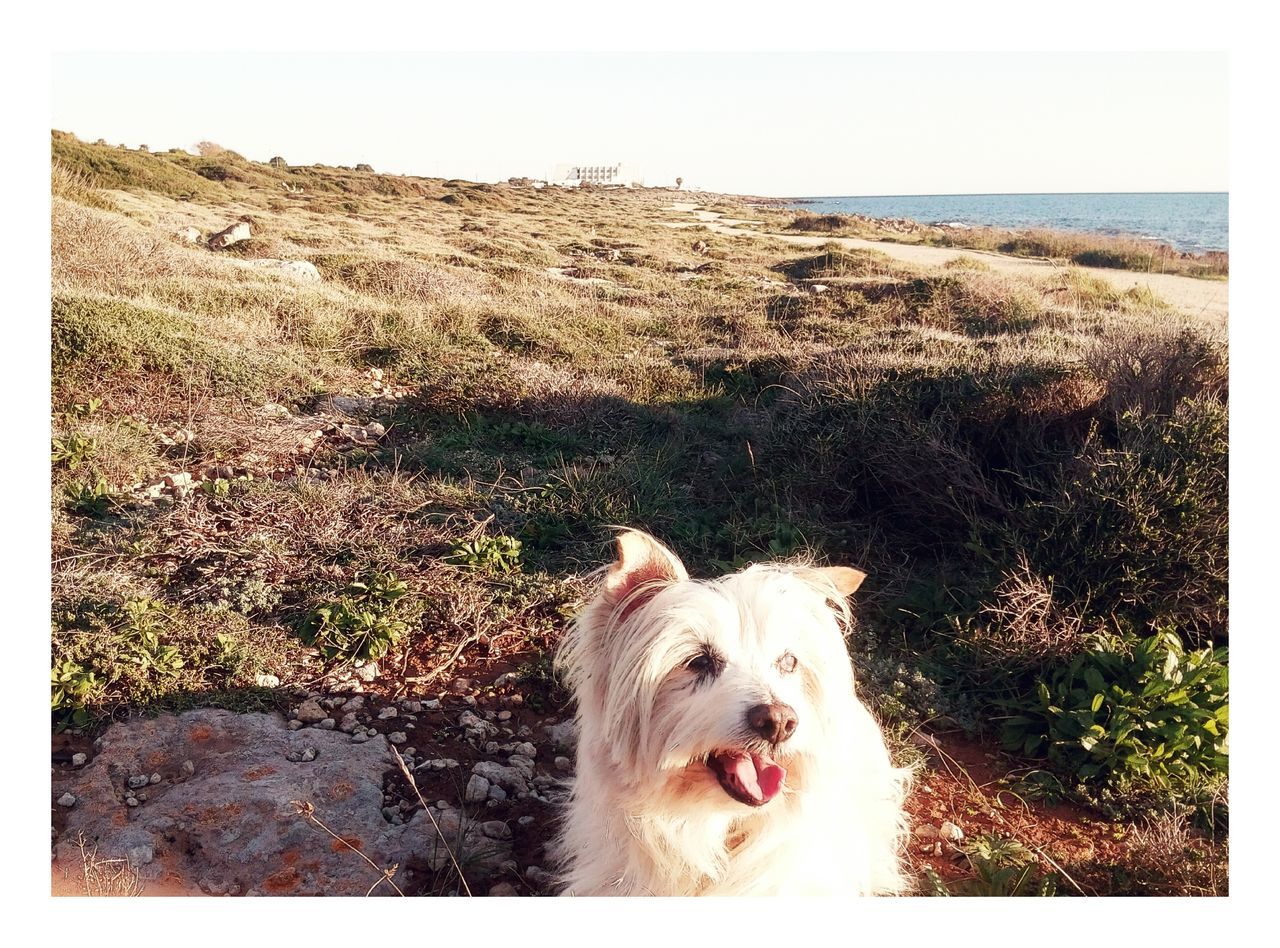 domestic animals, mammal, pets, animal themes, dog, one animal, transfer print, auto post production filter, field, relaxation, grass, sitting, nature, sky, day, outdoors, canine, standing, no people, landscape